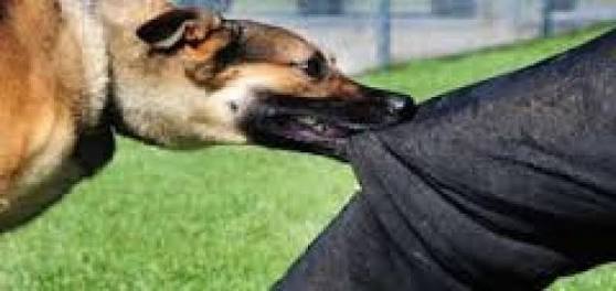 Lima Orang Digigit Anjing Liar, Polsek Cikembar Lakukan Pemburuan