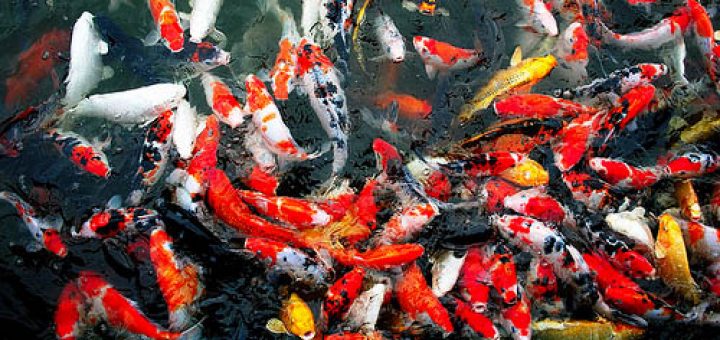  Ikan  Koi  Sebagai Ciri Khas Daerah Akan Dibagikan Pemkot 