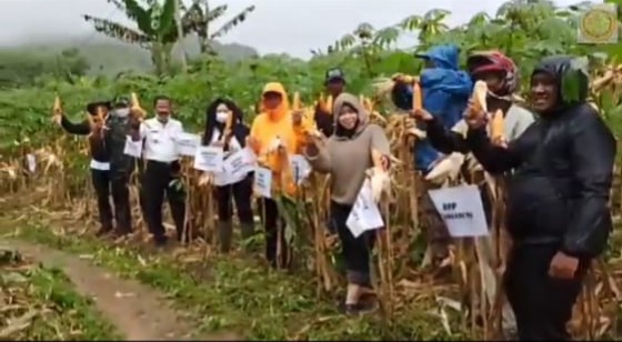 Camat Bantargadung Hadiri Panen Raya Jagung Program IFS di Desa Mangunjaya