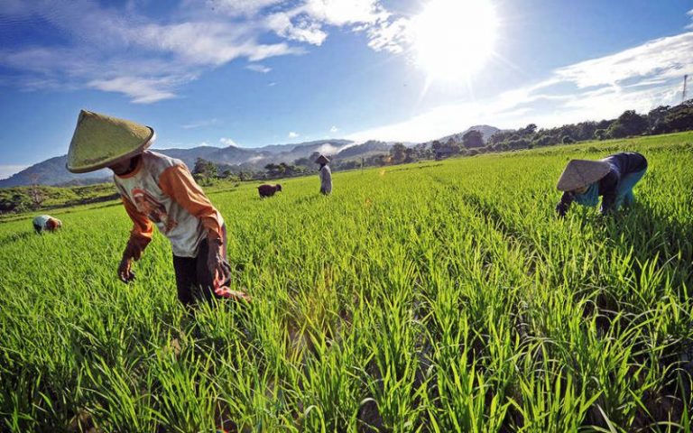 Sejumlah Petani di Desa Cibatu Tunggu Bimbingan Pengembangan Produksi dari Dinas Pertanian 