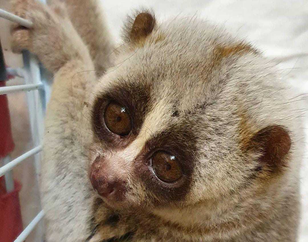 Tiba-Tiba Muncul, Nelayan Aneh Lihat Kukang Gelantungan di Dermaga Palabuhanratu