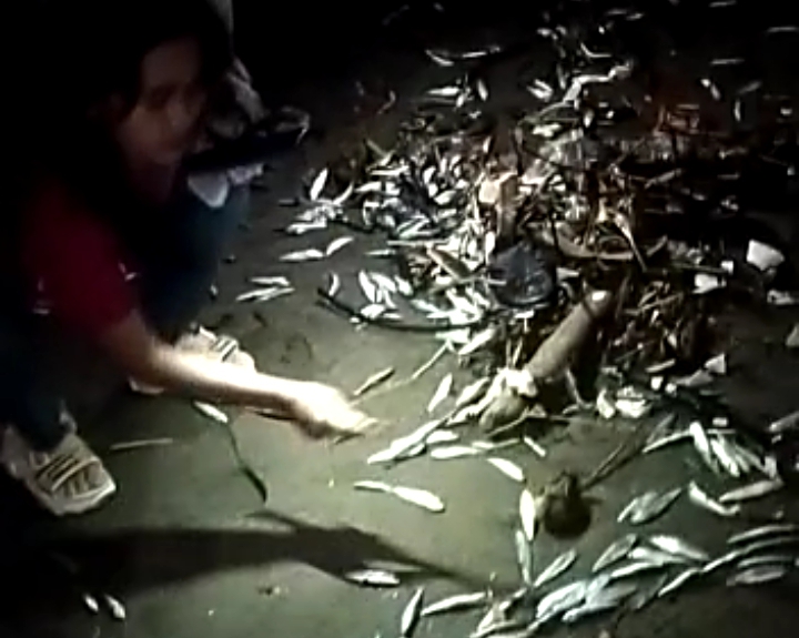 Ribuan Ikan Terdampar, Warga Heboh Bawa Ember Serbu Pantai Palabuhanratu