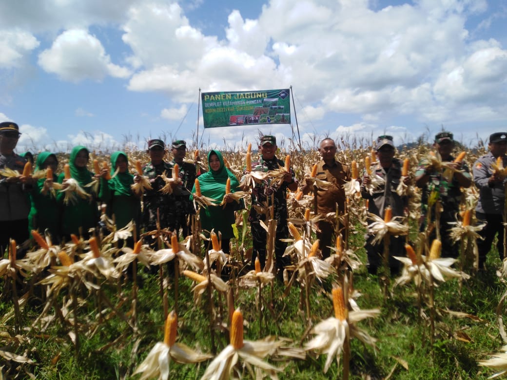 Dandim 0622 Kabupaten Sukabumi Hadiri Panen Raya Jagung Demplot Ketahanan Pangan
