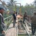 Kades Bantarkalong Tinjau Langsung Perbaikan Jembatan Lalay