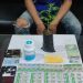Tanam Ganja dan Edarkan Obat Terlarang, Pemuda asal Kadudampit Diamankan Polisi