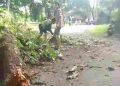 Dua Pohon Mahoni Tumbang di Cikembar, Nyaris Renggut Korban Jiwa