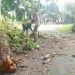 Dua Pohon Mahoni Tumbang di Cikembar, Nyaris Renggut Korban Jiwa