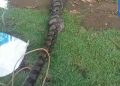 Teror Hilangnya Ayam Terungkap, Ular Sanca Raksasa Ditangkap Warga Cikembar